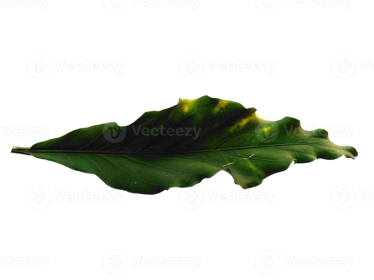 Anthurium Plowmanii leaf on white background. Wave of Love tree isolated on white background photo