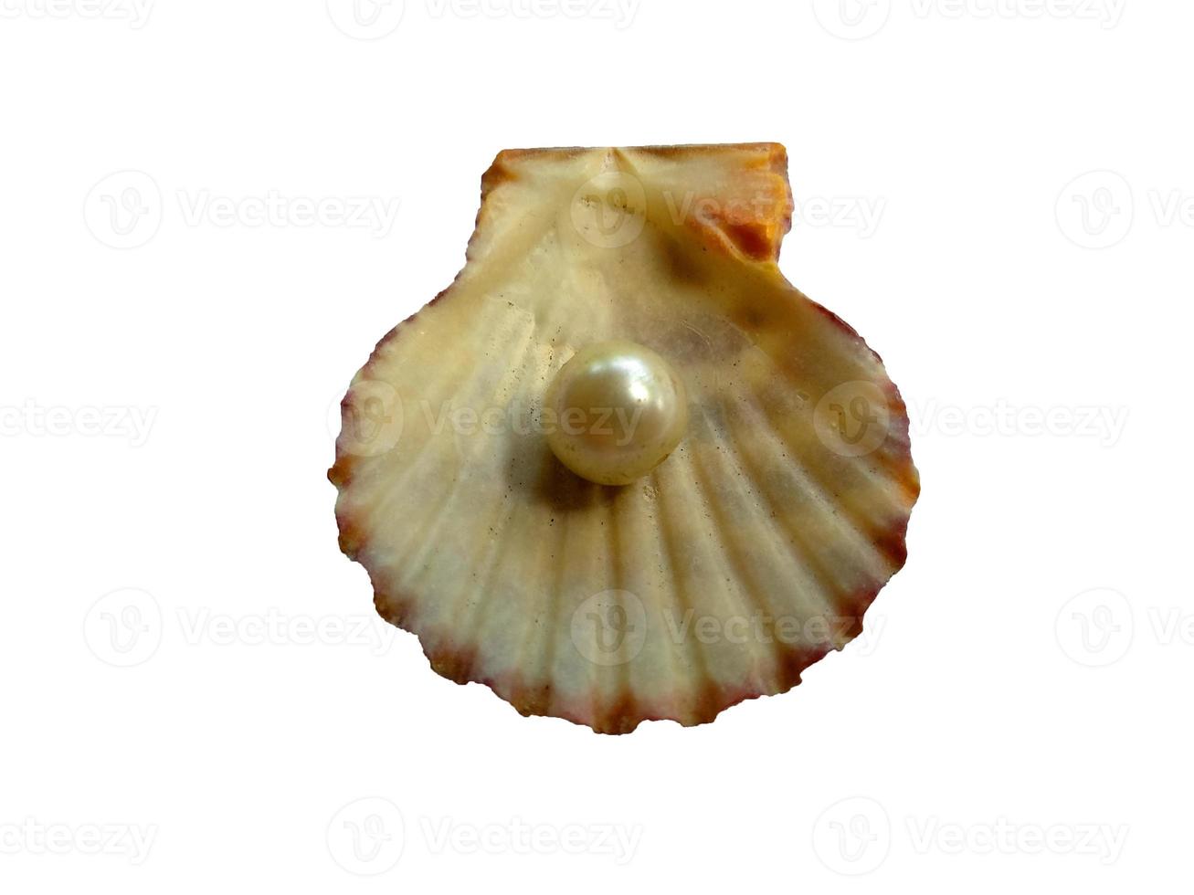 Shell and pearl isolated on white background photo