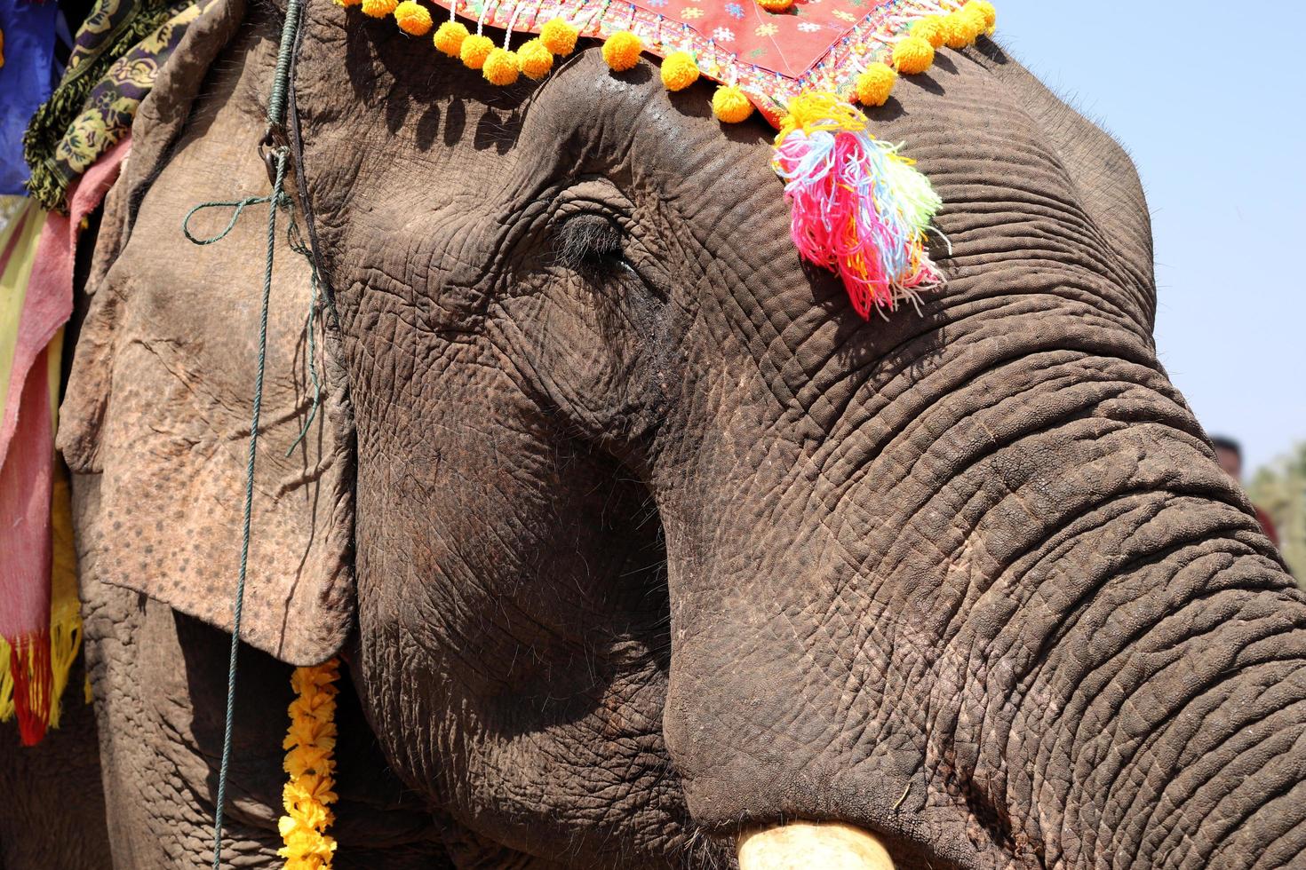 Closeup of an elephant photo