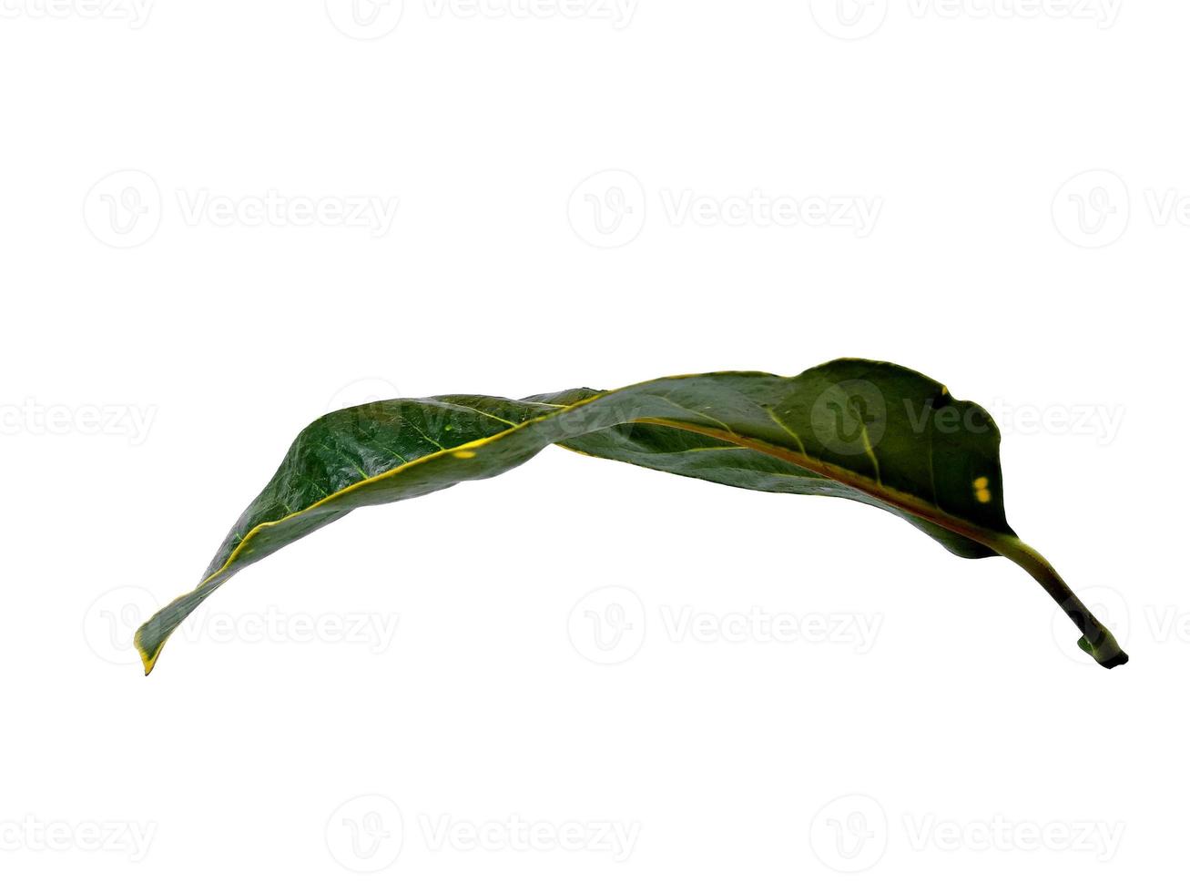 Codiaeum variegatum leaf Isolated on white background photo