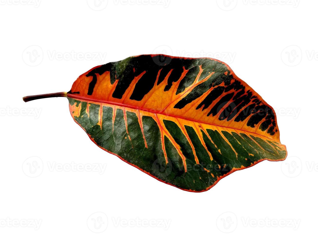 Codiaeum variegatum leaf Isolated on white background photo