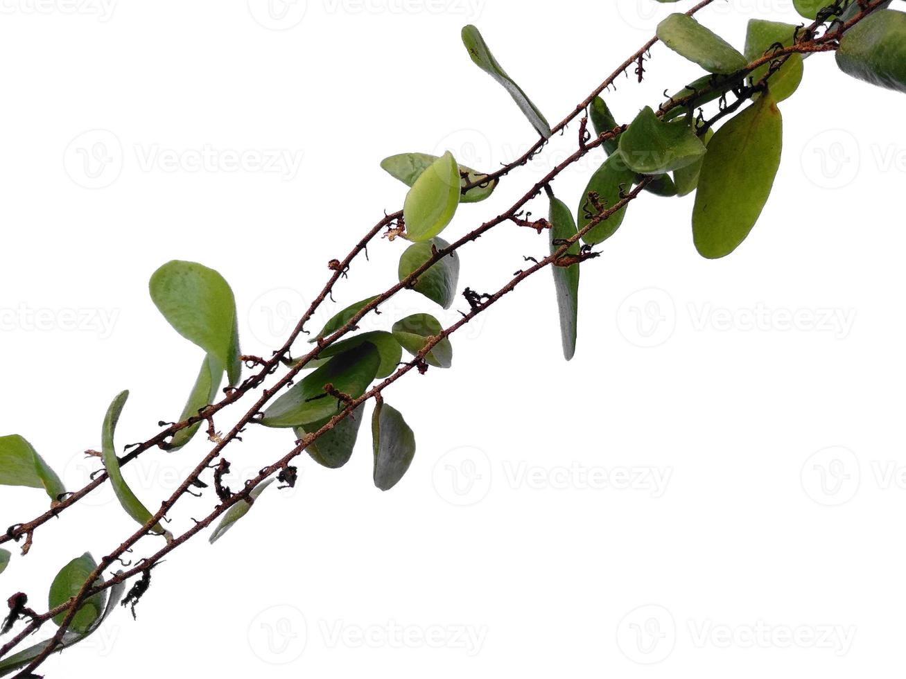 escamas de dragón o pyrrosia piloselloides sobre fondo blanco. planta verde colgando foto