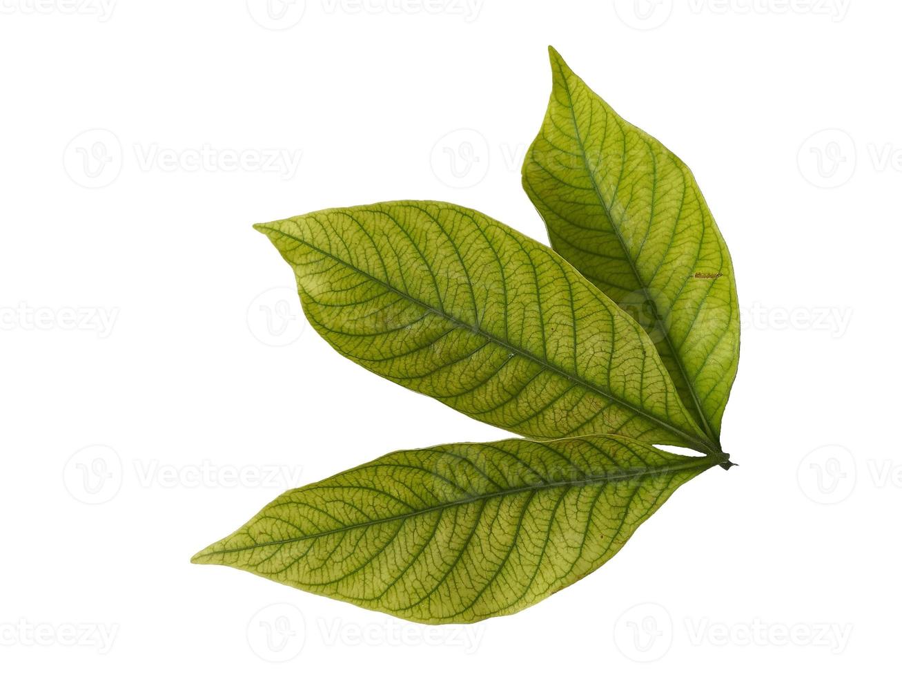 Kacapiring or Gardenia augusta or cape jasmine leaves isolated on white background photo