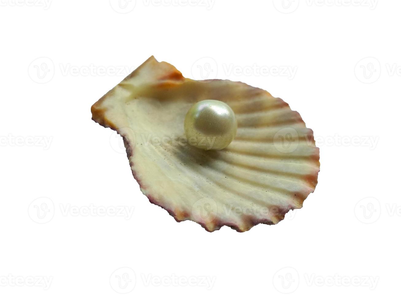 Seashell with pearl isolated on white background photo