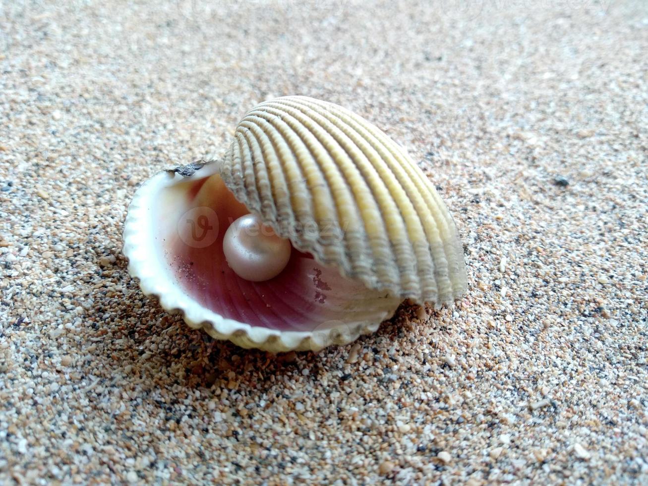 Sea shell with a pearl in the sand photo