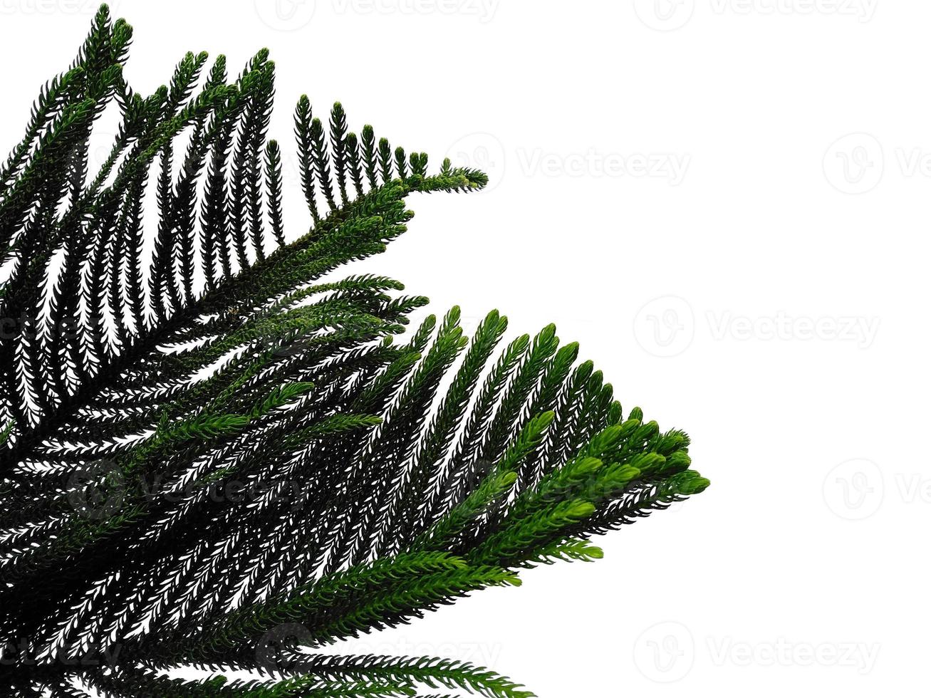 Hoop pine leaves or norfolk island pine leaf on white background photo