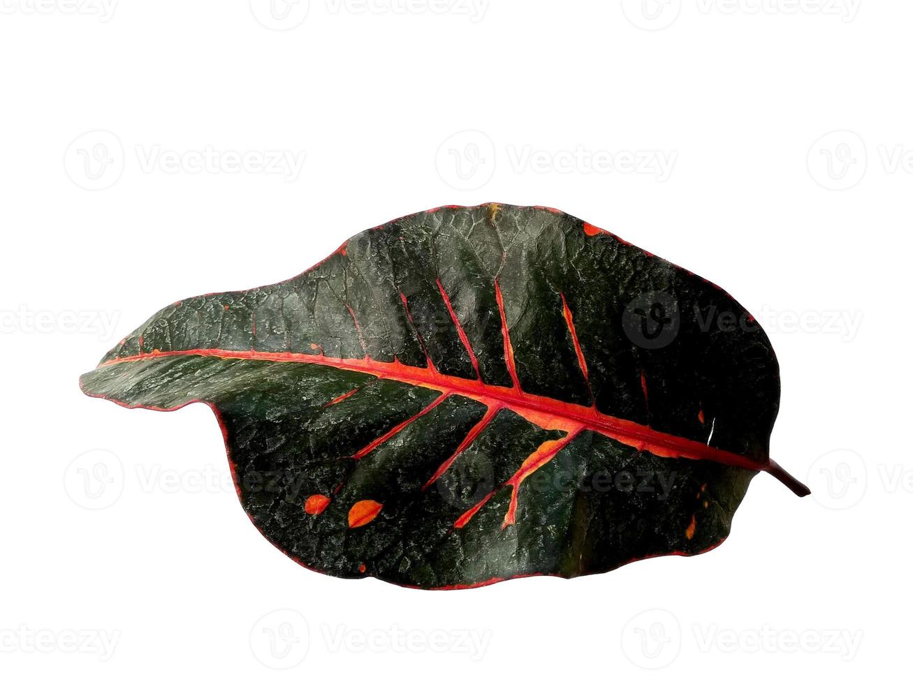 Codiaeum variegatum leaf Isolated on white background photo