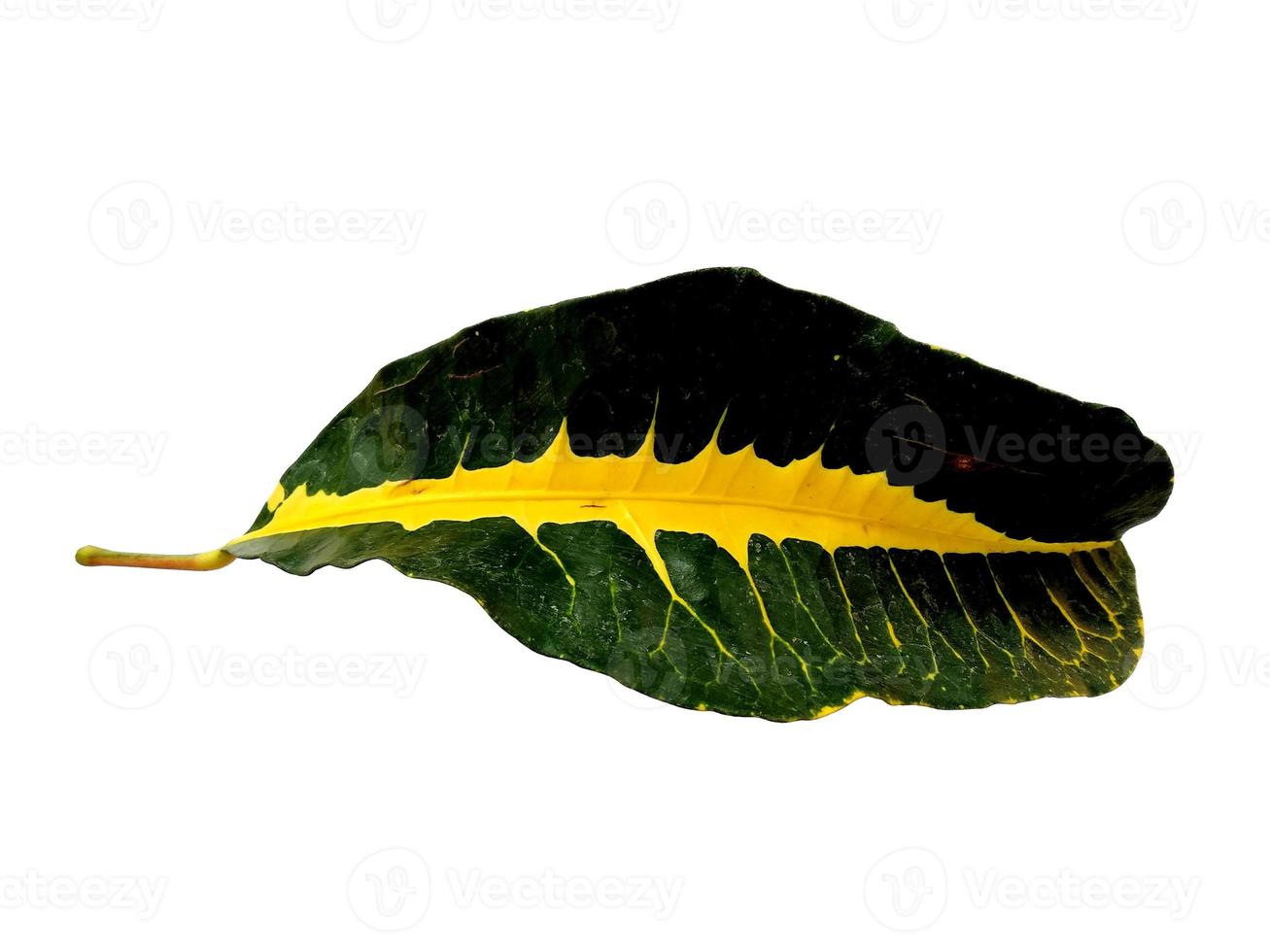 Codiaeum variegatum leaf Isolated on white background photo