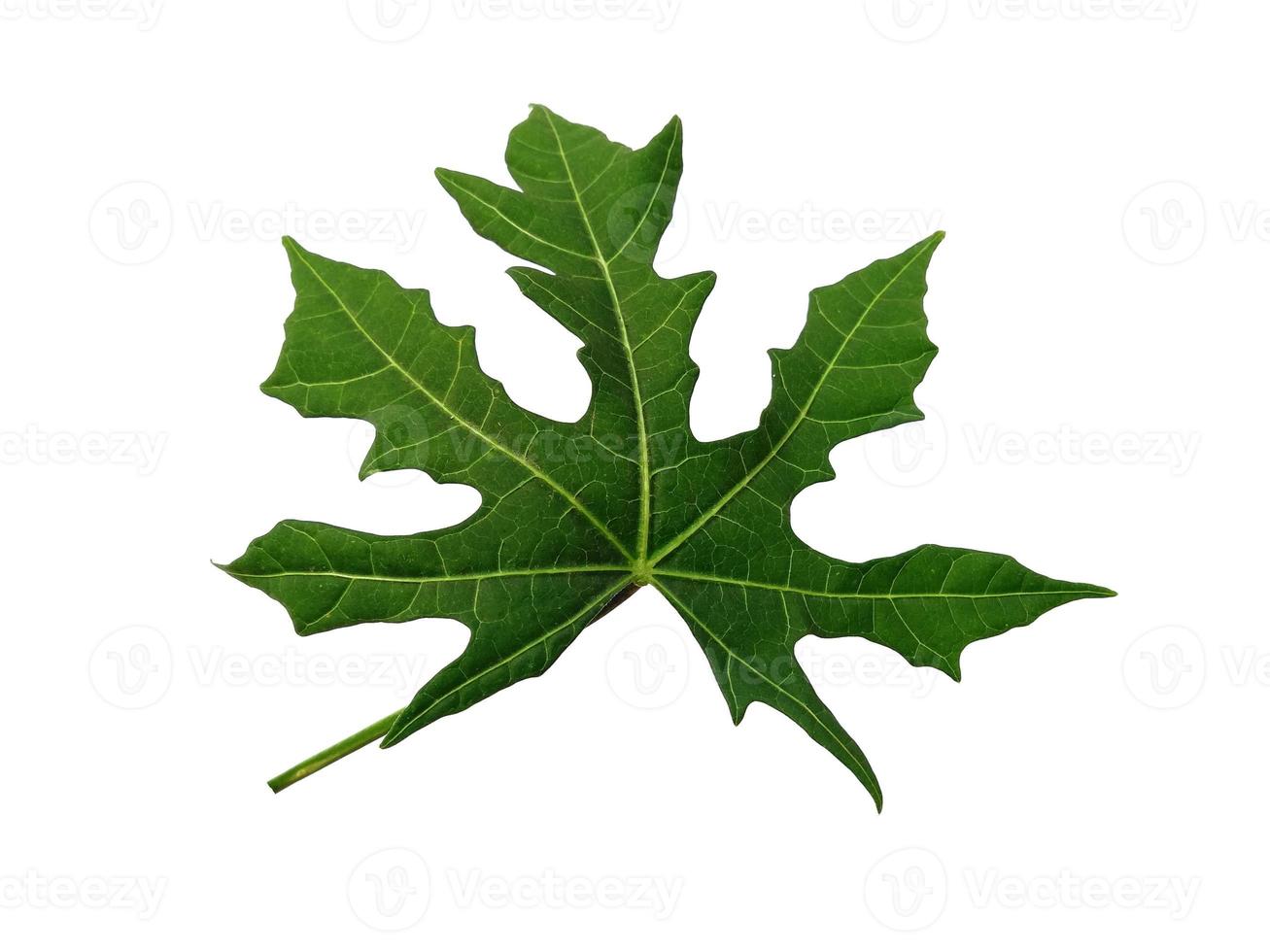 Cnidoscolus aconitifolius leaf Isolated on white background. Green leaves on white background photo