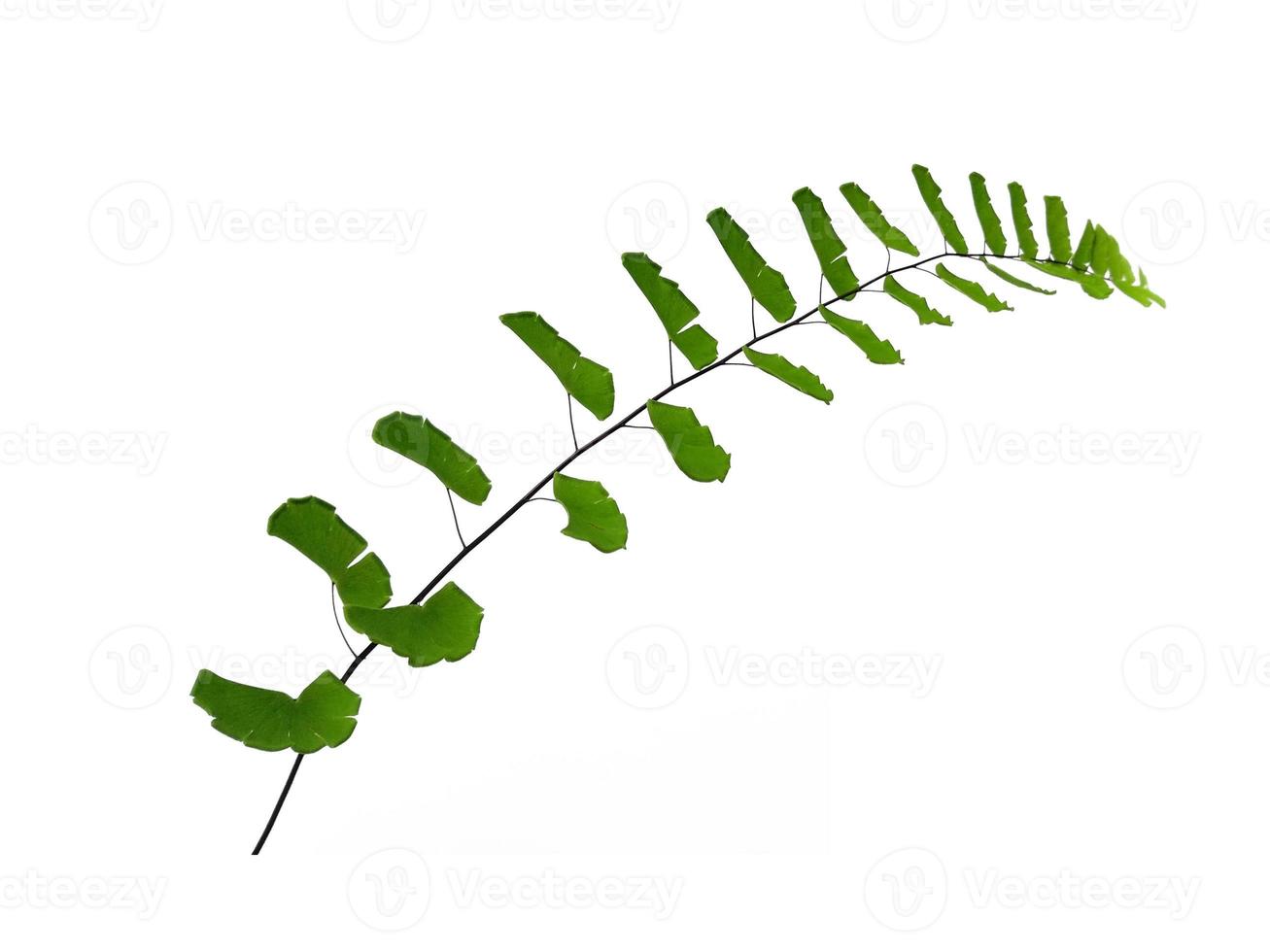 Green leaf texture. Green leaves isolated on white background photo