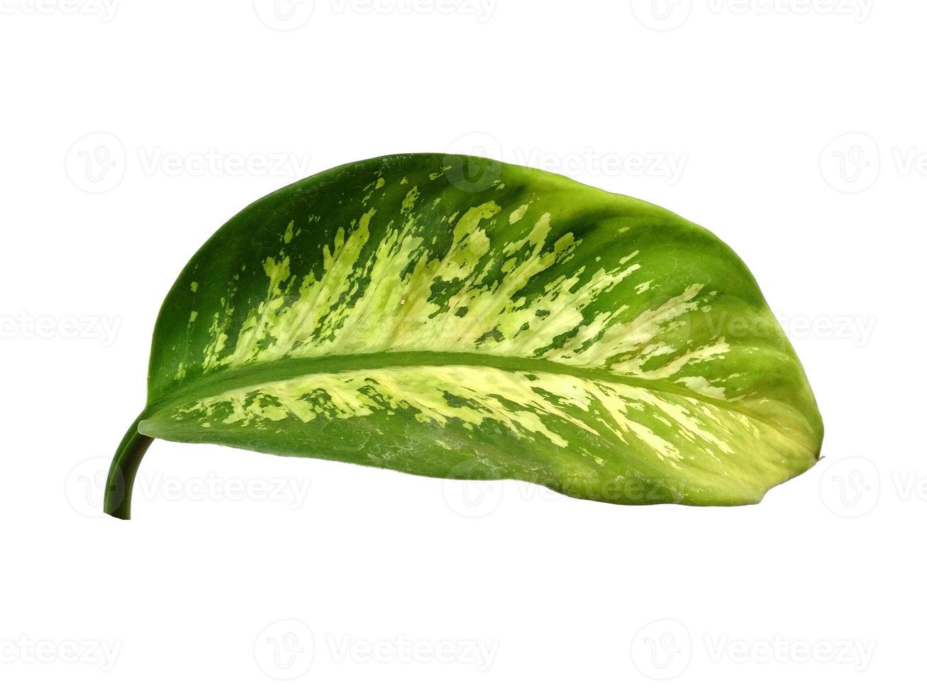 Aglaonema leaf on white background 7289235 Stock Photo at Vecteezy