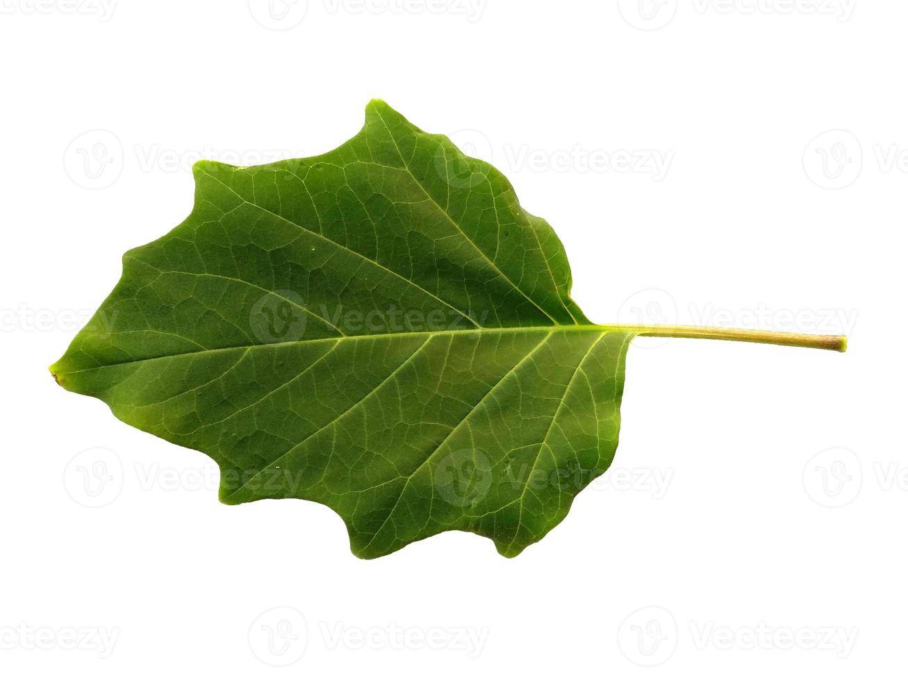 Devil's trumpet leaves or datura metel leaf Isolated on white background photo