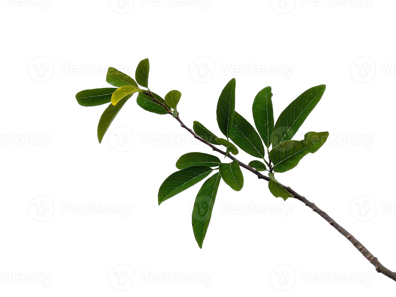 Annona squamosa or Sugar apple leaf on white background photo