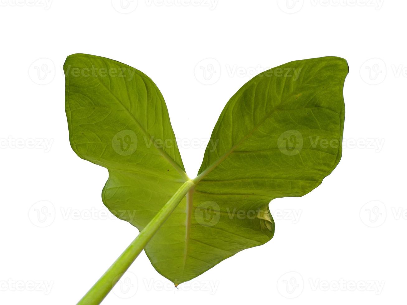 Eddoe leaves or wild taro leaf on white background photo