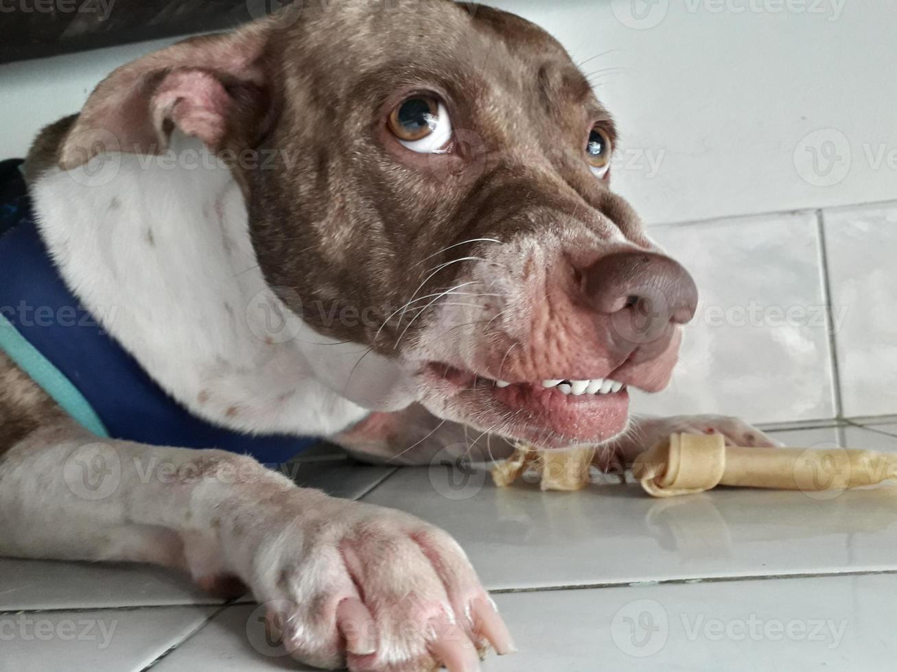 viejo perro marrón duerme en el suelo de cemento detrás del borroso. foto