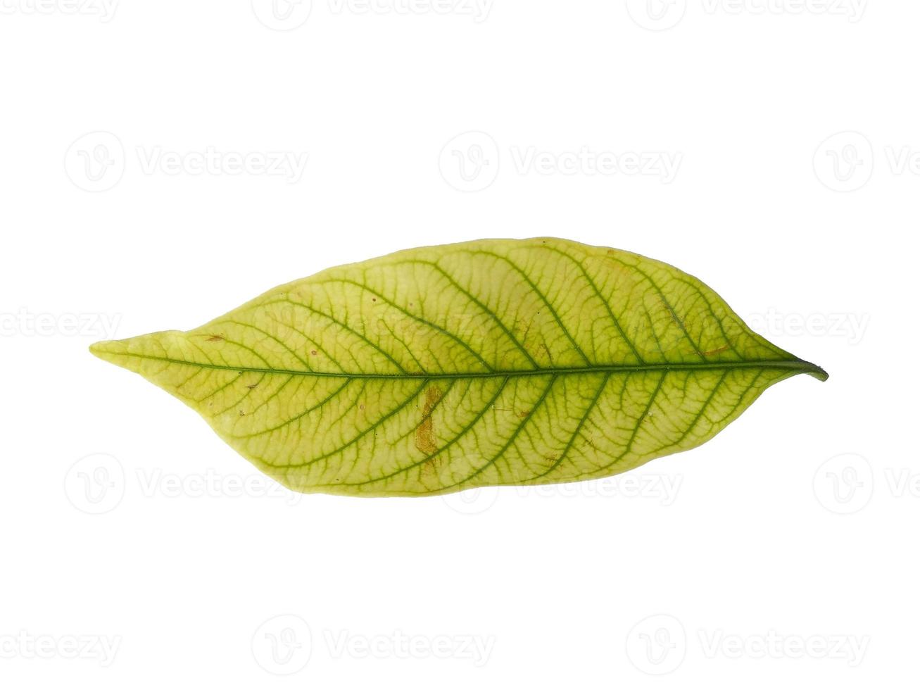 Kacapiring or Gardenia augusta or cape jasmine leaves isolated on white background photo