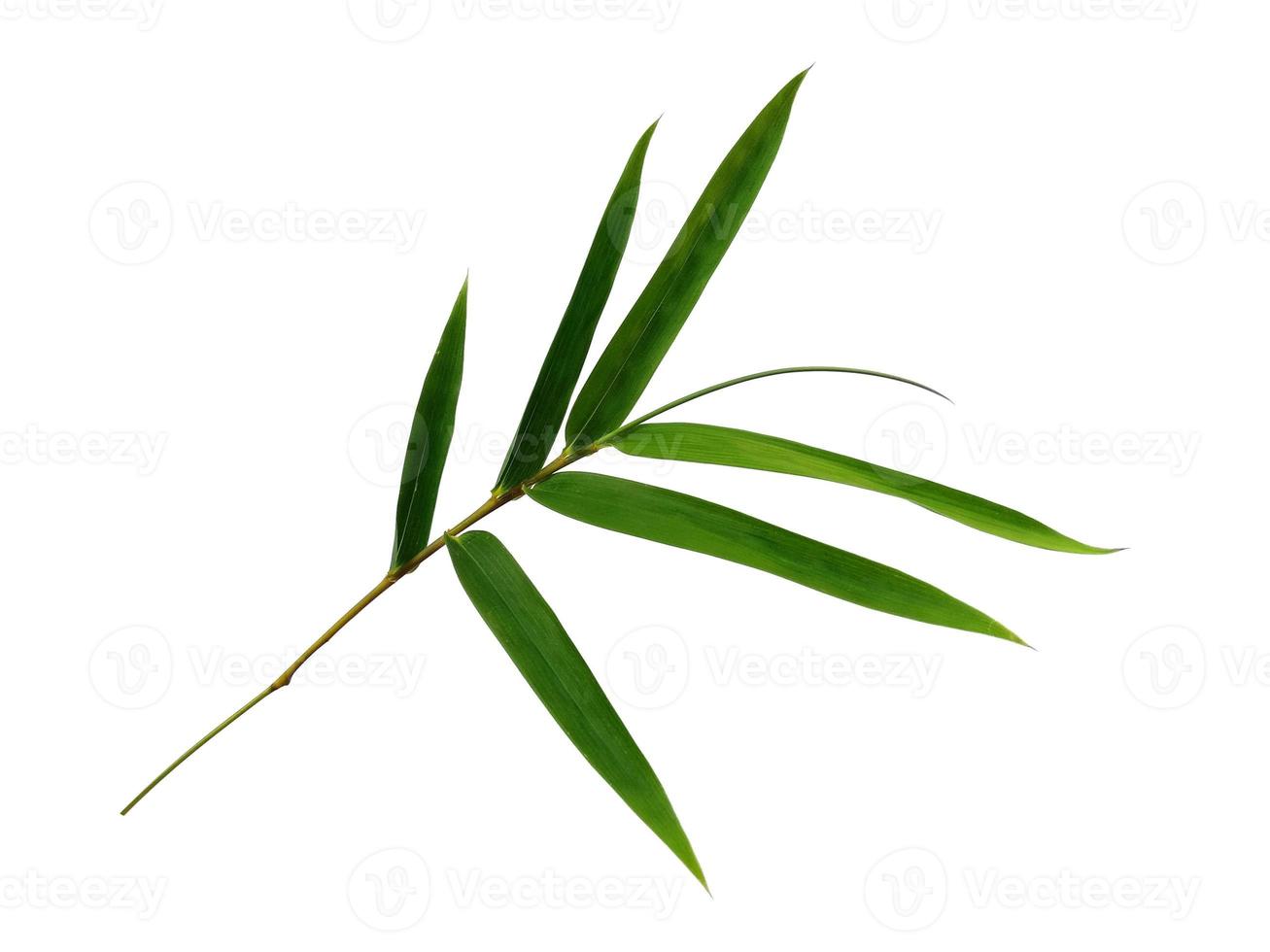 Bamboo leaves Isolated on a white background. Bamboo leaf on white background photo