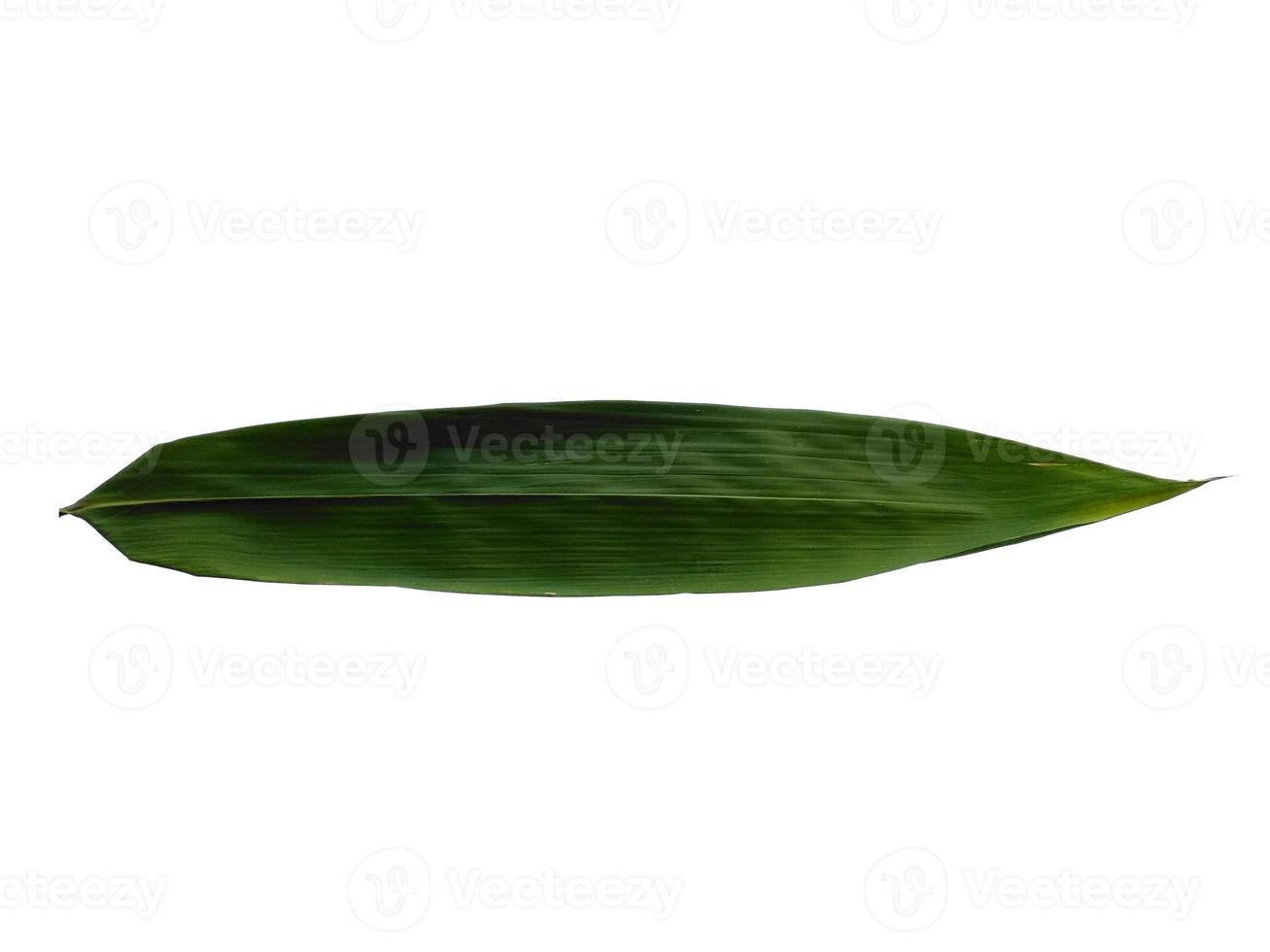 Bamboo leaves Isolated on a white background. Bamboo leaf on white background photo