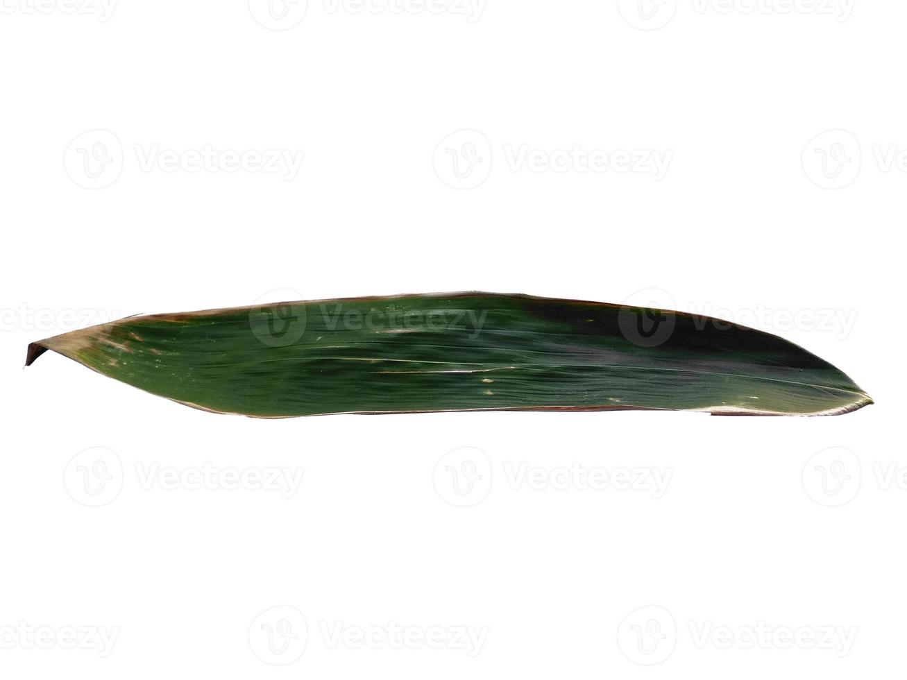 Bamboo leaves Isolated on a white background. Bamboo leaf on white background photo