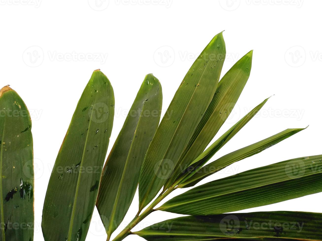 Bamboo leaves Isolated on a white background. Bamboo leaf on white background photo
