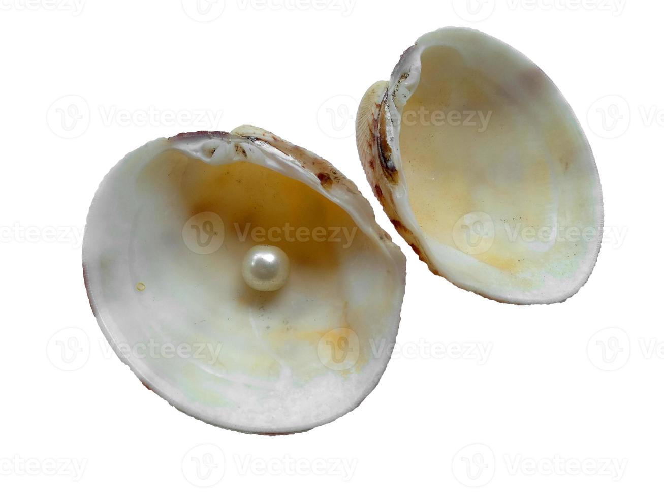 Shell and pearl isolated on white background photo