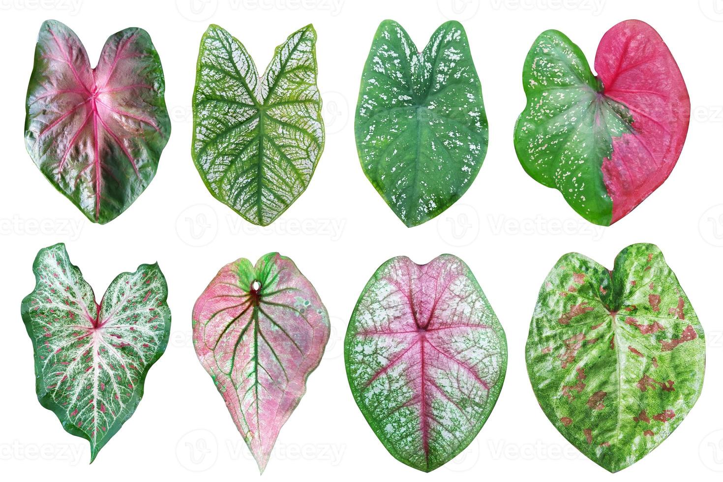 Set of Caladium bicolor leaves isolated on white background. Colorful ...