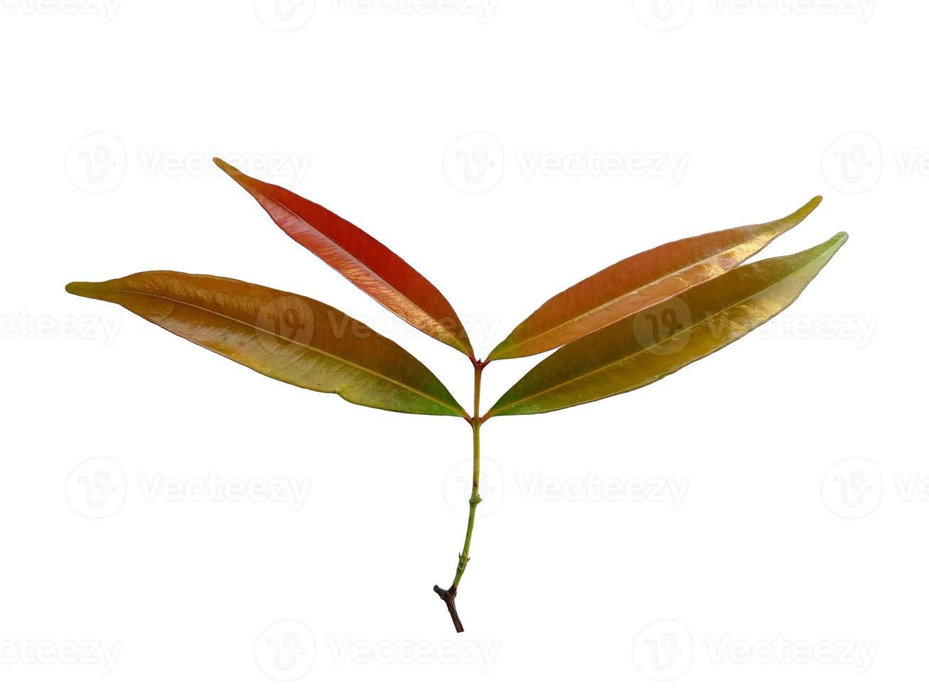 Syzygium oleana leaves on white background 7289408 Stock Photo at Vecteezy