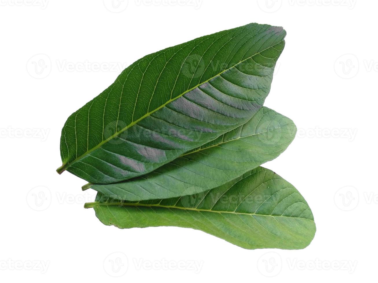 Psidium guajava or guava leaves Isolated on white background photo