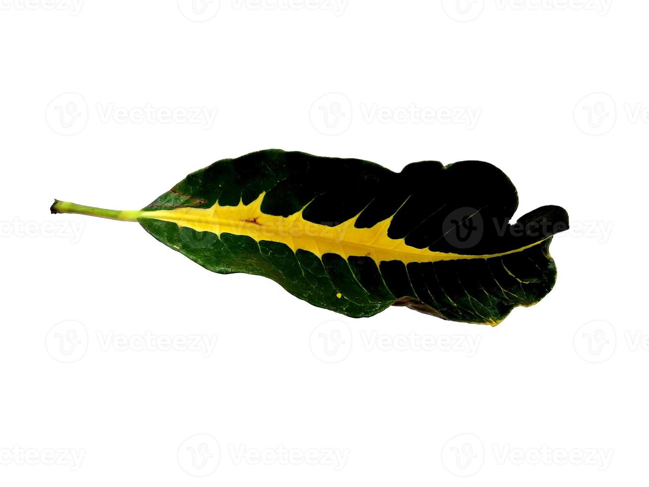 Codiaeum variegatum leaf Isolated on white background photo