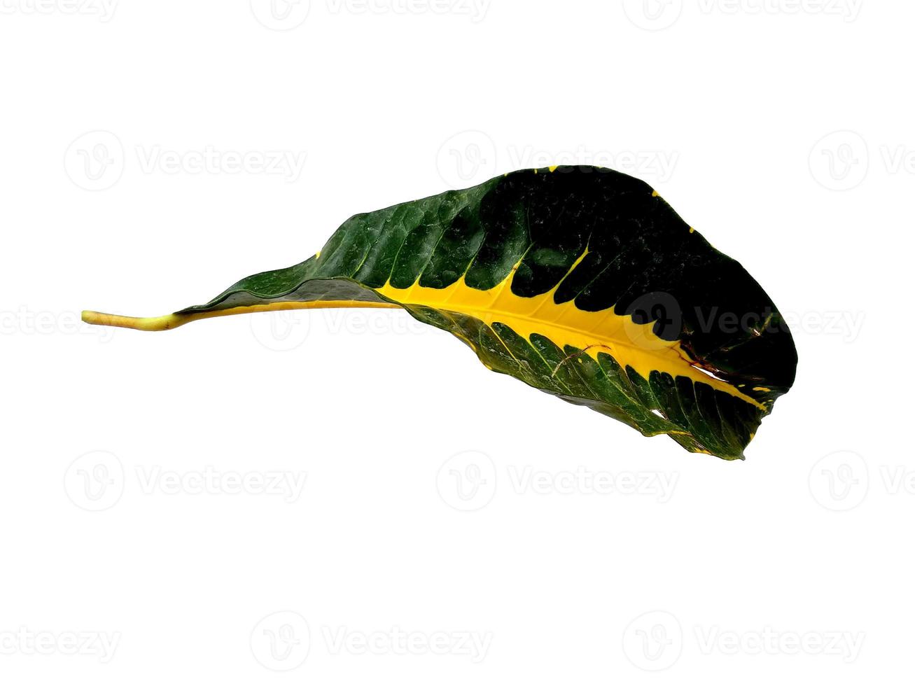 Codiaeum variegatum leaf Isolated on white background photo