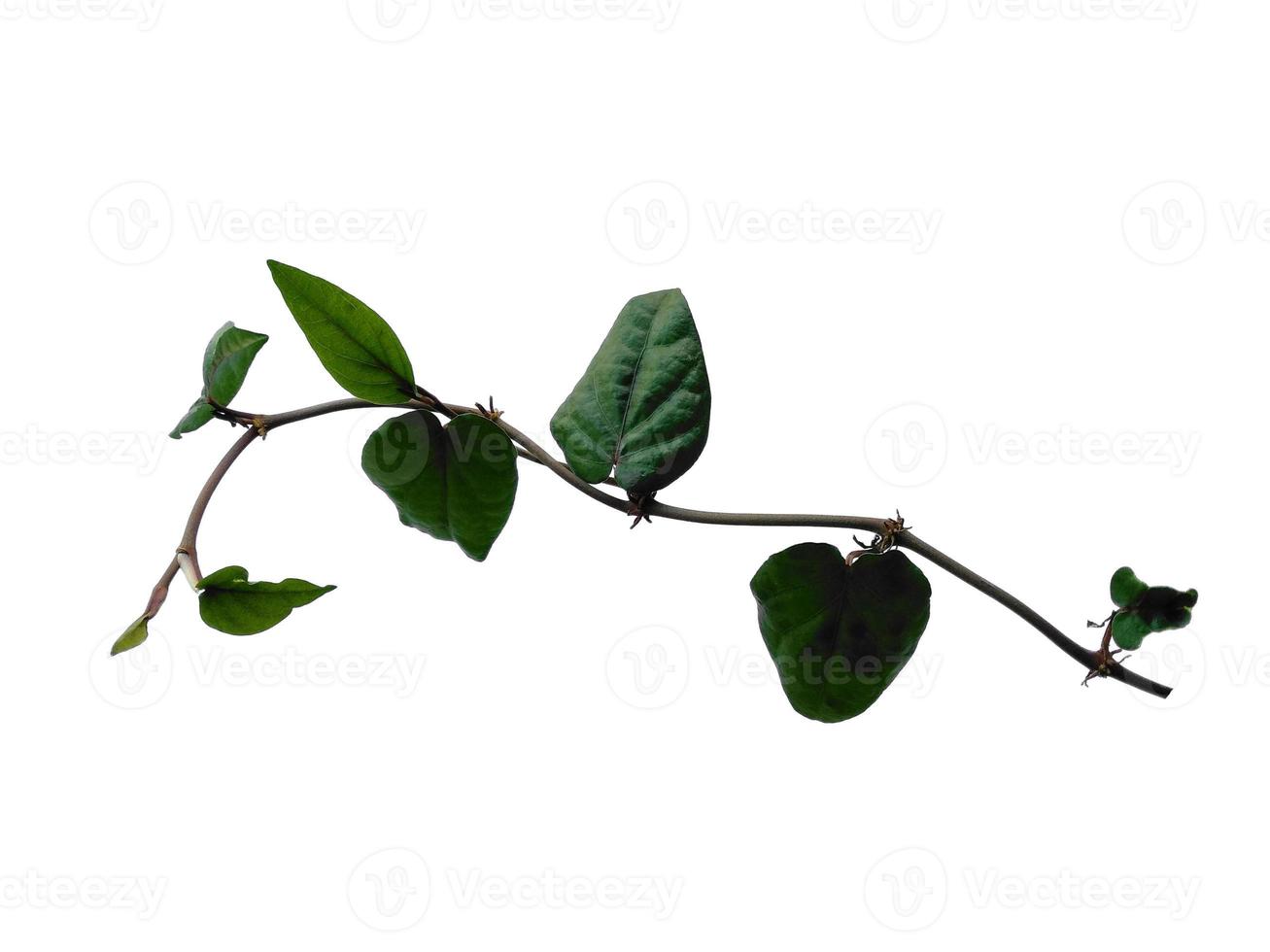 Piper retrofractum leaves or java chili leaf on white background photo