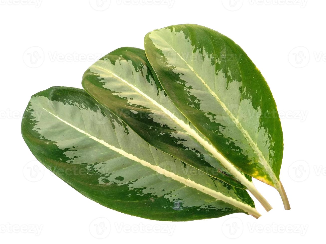 Aglaonema commutatum leaf on white background photo