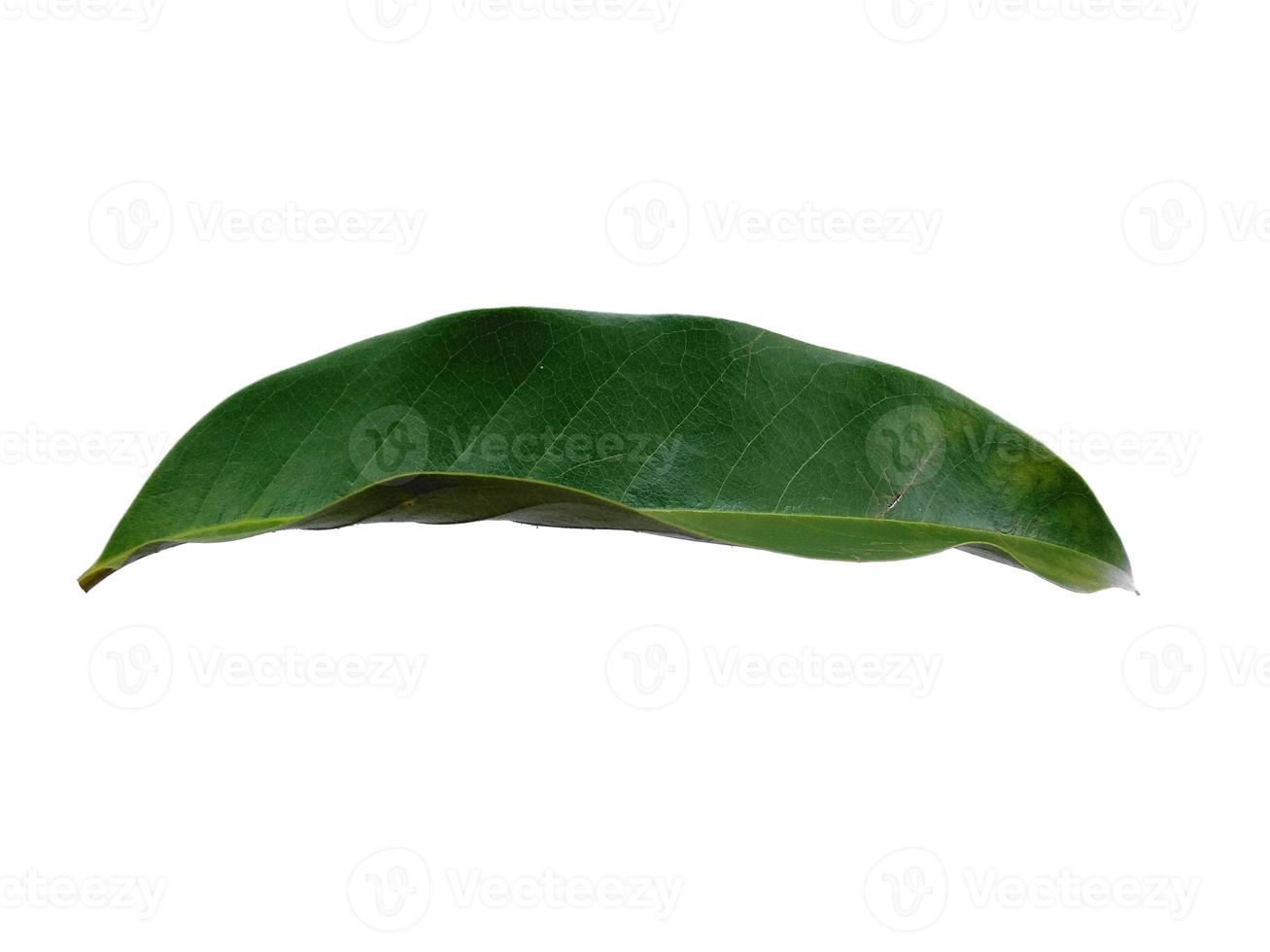 Green Magnolia champaca leaf on white background photo