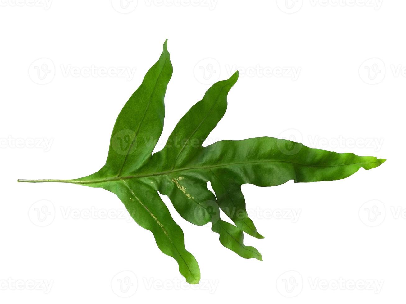 Green Phlebodium aureum leaf texture isolated on white background photo