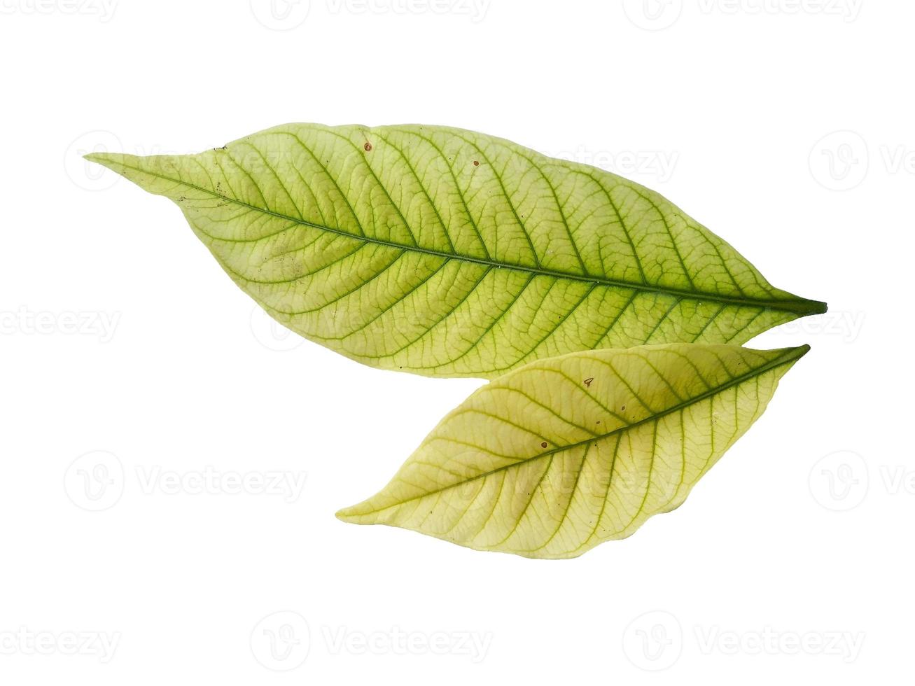 Kacapiring or Gardenia augusta or cape jasmine leaves isolated on white background photo