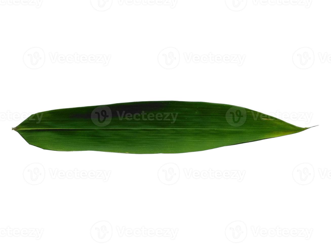 Bamboo leaves Isolated on a white background. Bamboo leaf on white background photo