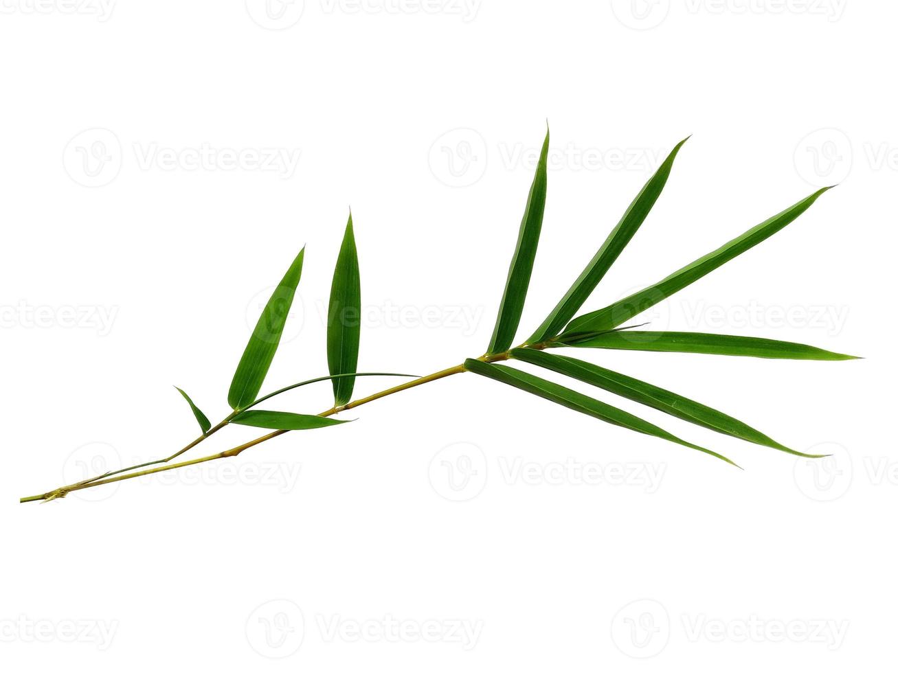 hojas de bambú aisladas en un fondo blanco. hoja de bambú sobre fondo blanco foto