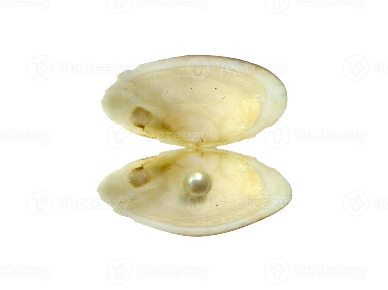 Shell and pearl isolated on white background photo