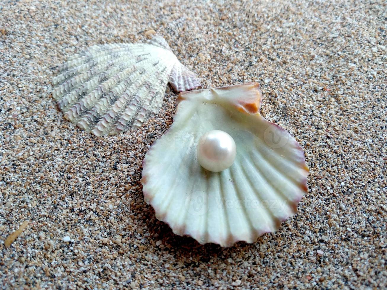 Sea shell with a pearl in the sand photo