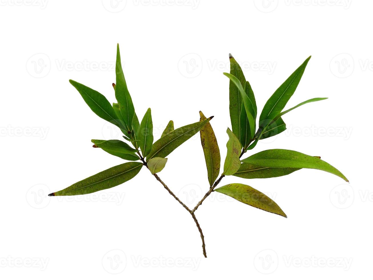 Syzygium oleana leaves on white background photo