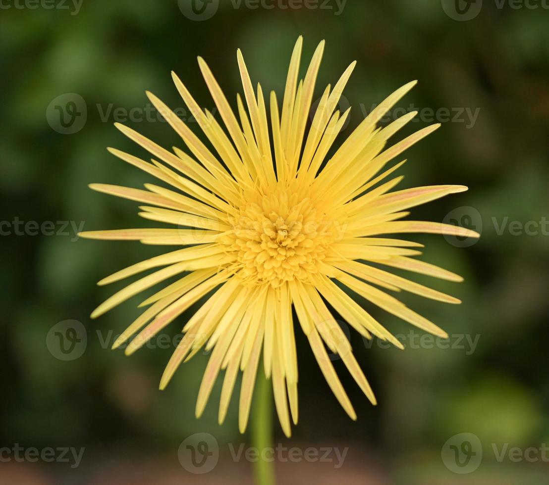 Gerbera flowers,colorful flowers, tropical flowers, Thai flowers, close up shot. photo