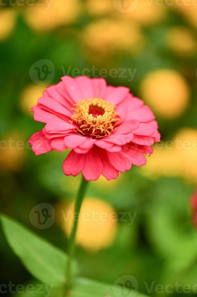 Zinnia flowers,colorful flowers, tropical flowers, Thai flowers, close up shot. photo