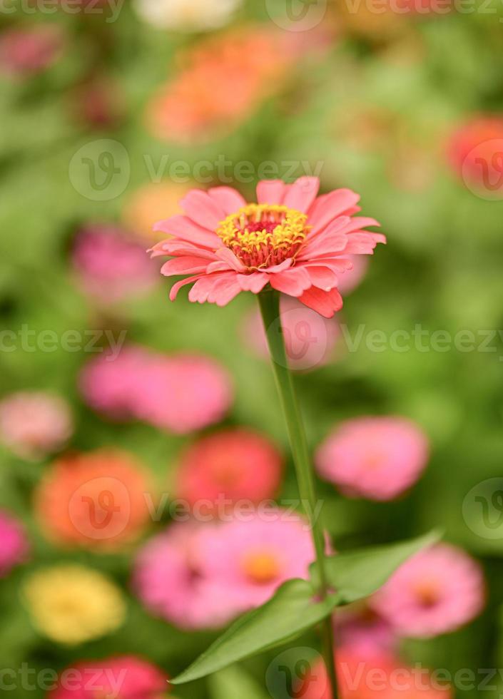 Zinnia flowers,colorful flowers, tropical flowers, Thai flowers, close up shot. photo