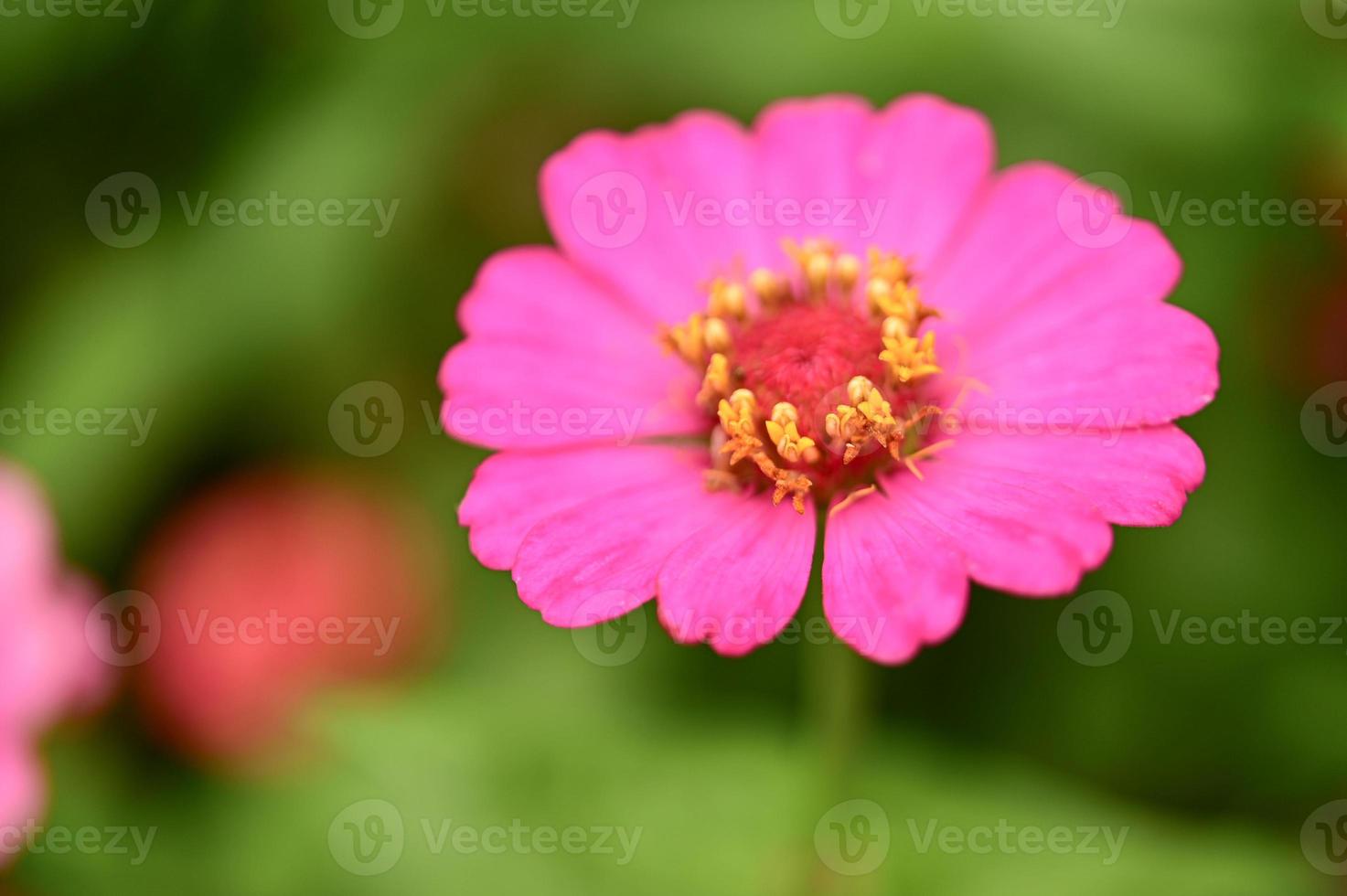 Zinnia flowers,colorful flowers, tropical flowers, Thai flowers, close up shot. photo