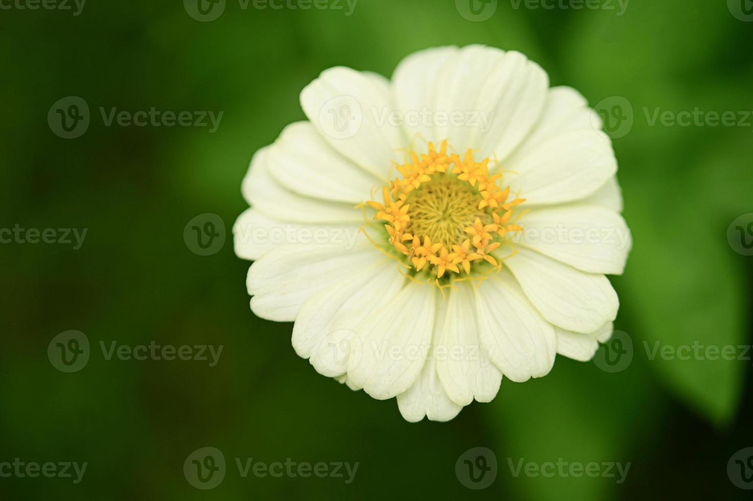 Zinnia flowers,colorful flowers, tropical flowers, Thai flowers, close up shot. photo