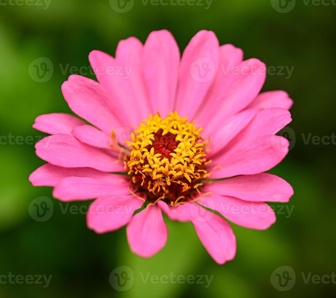 Zinnia flowers,colorful flowers, tropical flowers, Thai flowers, close up shot. photo