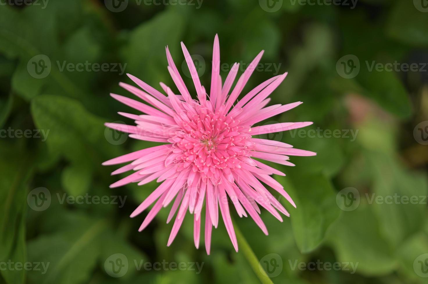 Gerbera flowers,colorful flowers, tropical flowers, Thai flowers, close up shot. photo