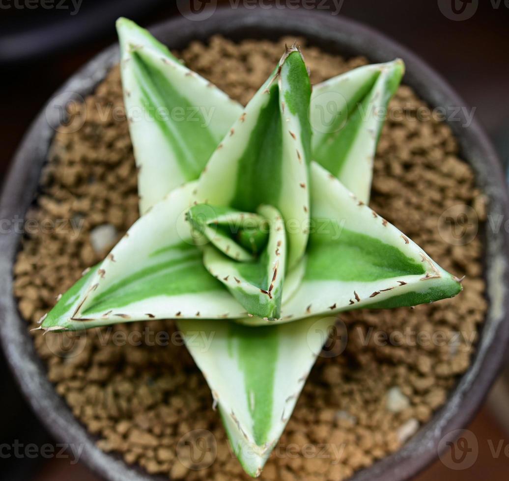 cactus, plantas del desierto, plantas ornamentales, plantas en maceta, plantas tolerantes a la sequía. foto