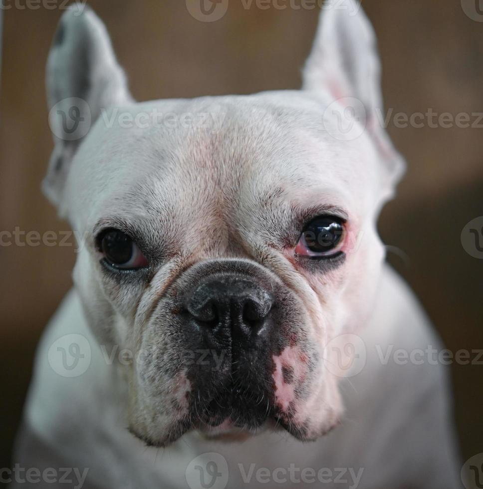 Dog face, French bulldog, white dog, wrinkled face, close-up face focus. photo
