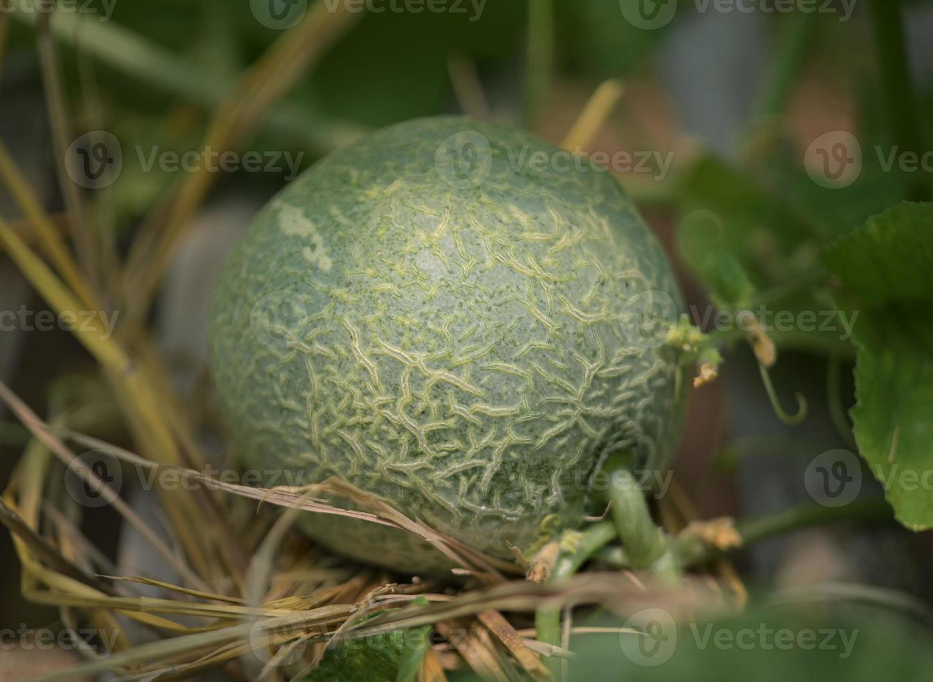 Melon, watermelon, greenhouse, non-toxic photo